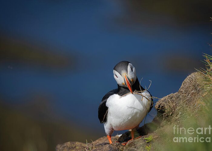 Atlantic Puffin Greeting Card featuring the photograph The Puffin by Eva Lechner
