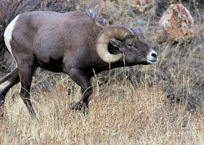 Bighorn Sheep Greeting Card featuring the photograph The Pursuit of Happiness by Jim Garrison
