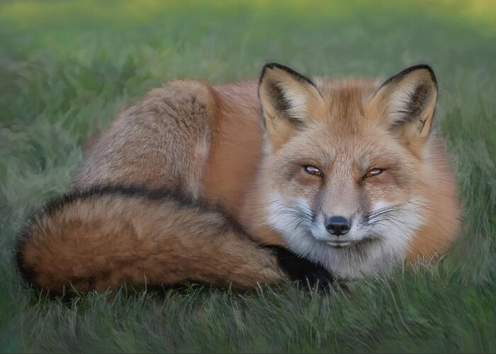 Red Fox Greeting Card featuring the photograph The Red Fox by Sylvia Goldkranz