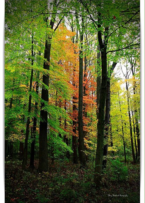 Autumn Greeting Card featuring the photograph The Return of Autumn by Mary Walchuck