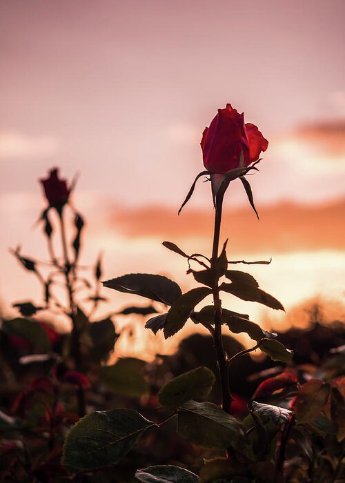 Red Rose Greeting Card featuring the photograph The Rose and the Sunset by Manuel Hernandez