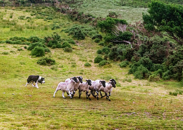 Sheepdog Roundup Greeting Card featuring the photograph The Round Up by Edward Shmunes