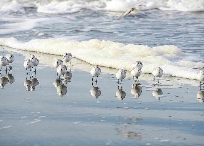Sanderlings Greeting Card featuring the photograph The Sanderlings by Jerry Cahill