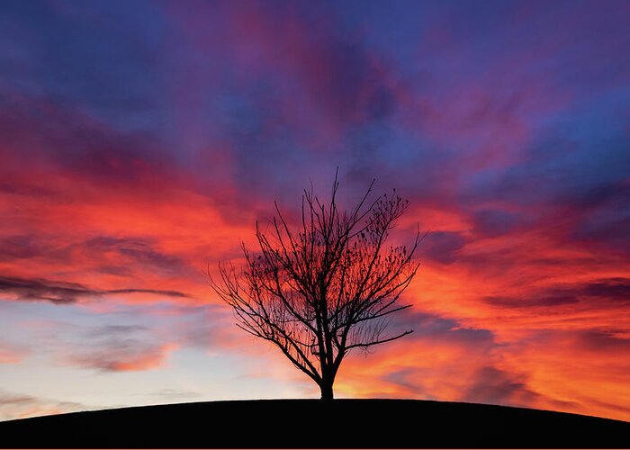 Bare Greeting Card featuring the photograph The Lone Tree by Manpreet Sokhi