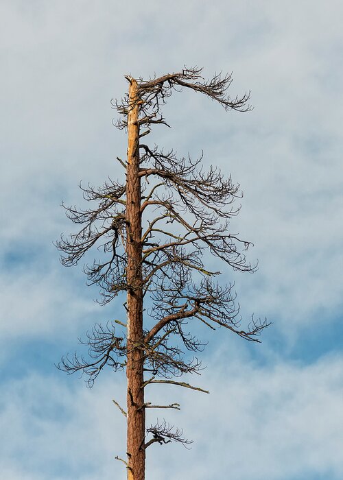 Loree Johnson Photography Greeting Card featuring the photograph The Snag by Loree Johnson