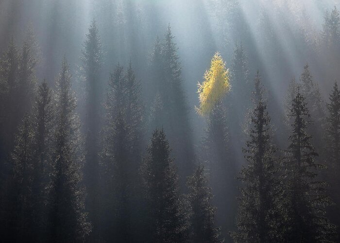 Woodland Greeting Card featuring the photograph The Soloist by Piotr Skrzypiec
