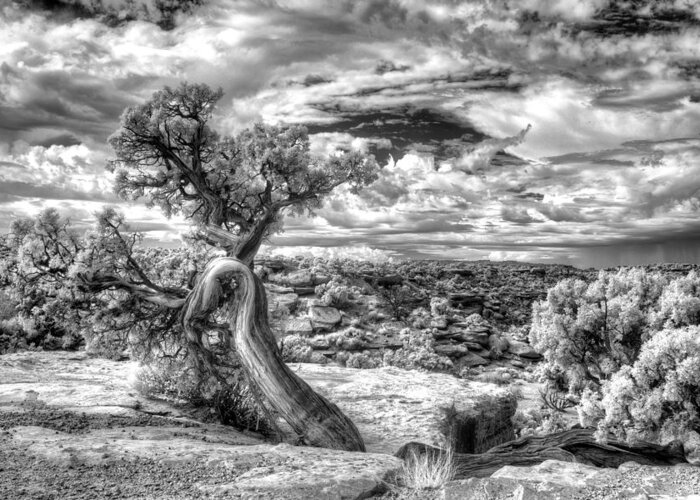Nationalparks; Utah; Black And White; Tree; Wisdom; Ancient; Native American; Department Of Interior Greeting Card featuring the photograph The Spirit Tree - Canyonlands National Park - Utah by William Rainey