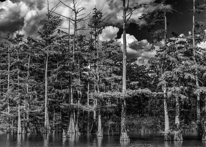 St Catherine Creek National Wildlife Refuge Greeting Card featuring the photograph The Swamp by Mike Schaffner