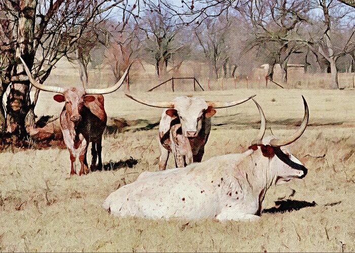 Cattle Greeting Card featuring the digital art The Three MusCowteers in Texas by Gaby Ethington