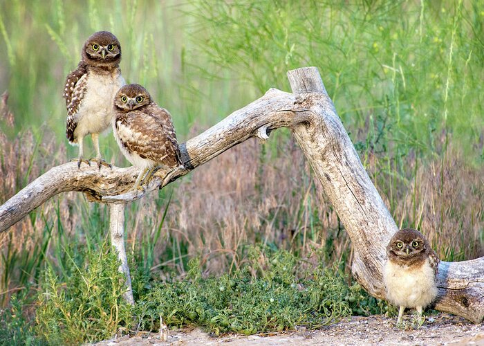 Burrowing Owl Greeting Card featuring the photograph The Three Musketeers by Judi Dressler