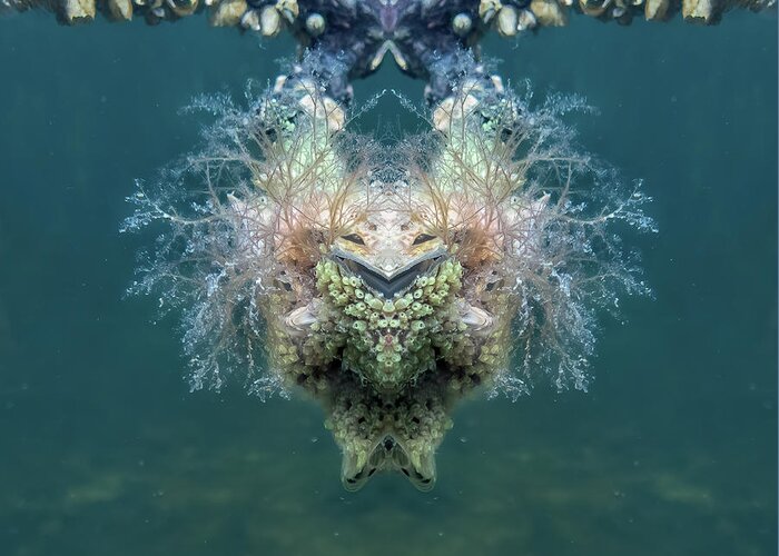 Magical Creature Greeting Card featuring the photograph The Tunicate God Laughs by Louise Lindsay
