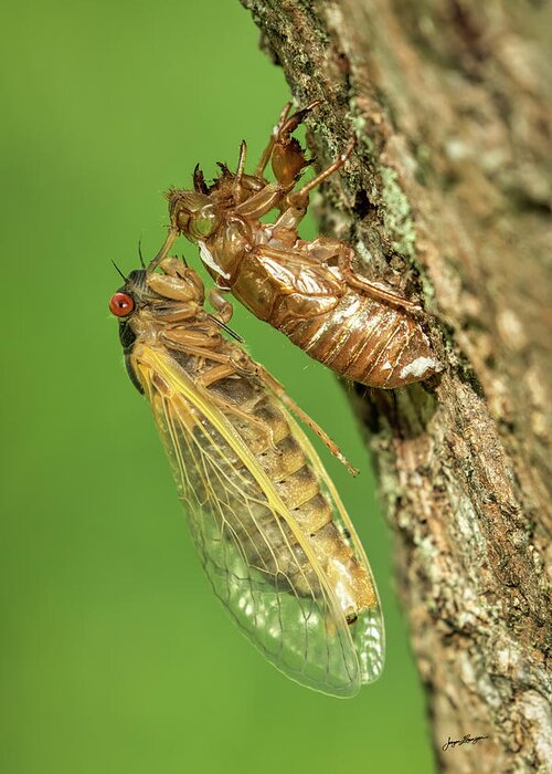 Cicada Greeting Card featuring the photograph They're Back by Jurgen Lorenzen