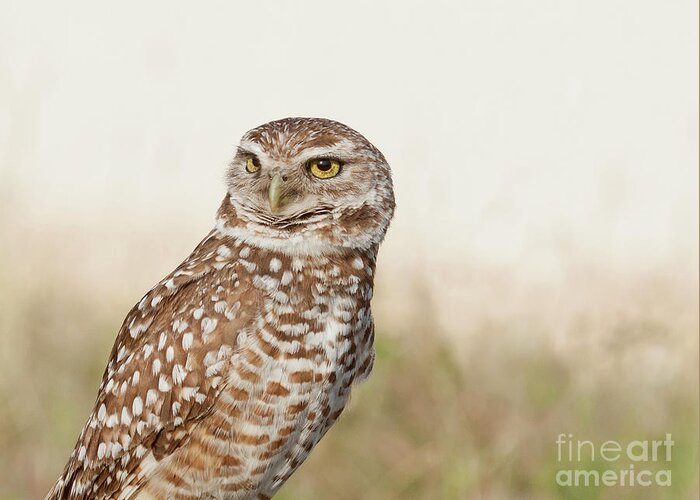Burrowing Owl Greeting Card featuring the photograph Those Eyes by Jayne Carney