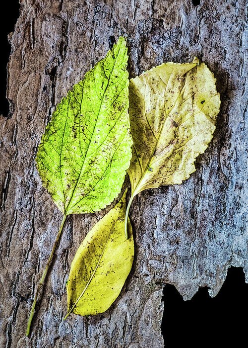 Autumn Greeting Card featuring the photograph Three Autumn Leaves On Bark by Gary Slawsky