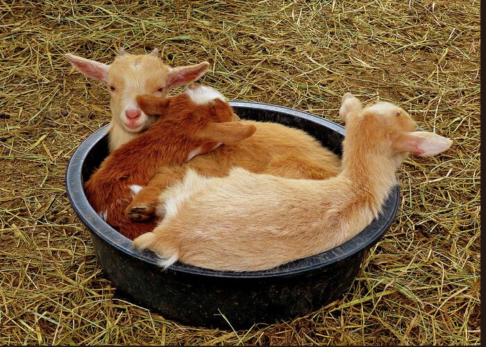 Goats Greeting Card featuring the photograph Three Baby Goats in a Bowl by Linda Stern