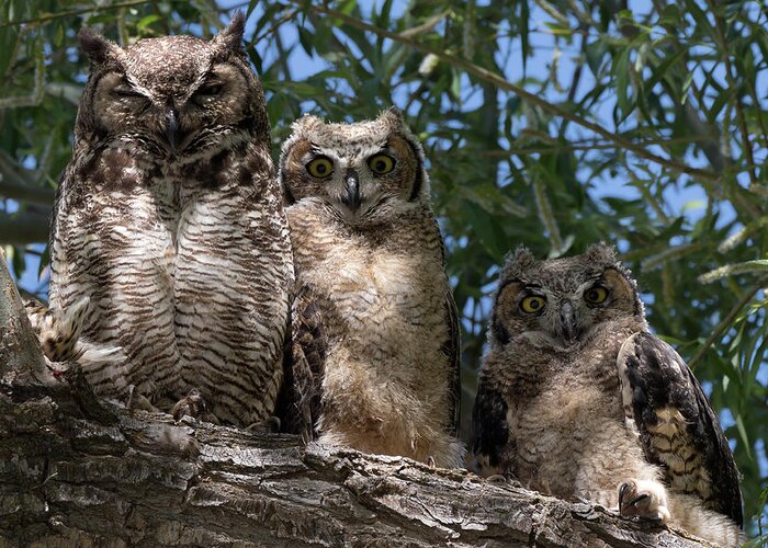 Owls Greeting Card featuring the photograph Three Great Horned Owls Family Portrait by Kathleen Bishop