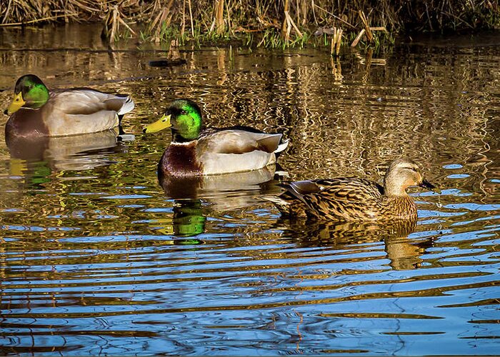 Birds Greeting Card featuring the photograph Three Mallard ducks chilling out by Louis Dallara