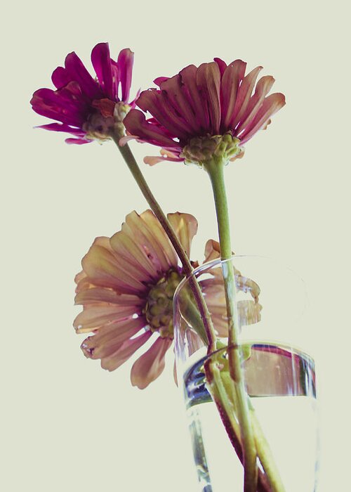 Zinnia Elegans Greeting Card featuring the photograph Three Overexposed Zinnias by W Craig Photography