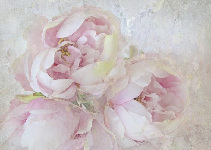 Flower Greeting Card featuring the photograph Three Peonies by Karen Lynch