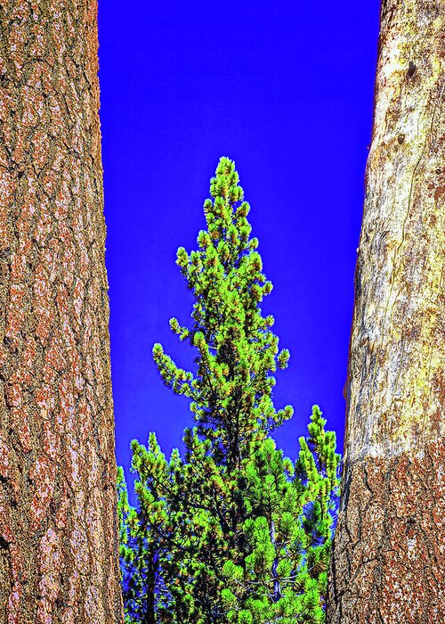 Three Greeting Card featuring the photograph Three Trees, High Sierras, California by Don Schimmel