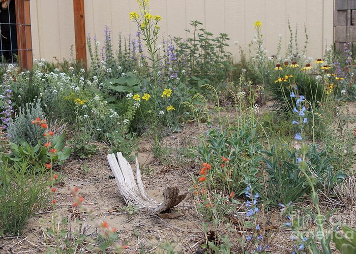 Native Wildflowers Greeting Card featuring the photograph ThunderVisions Studio Flowerbed by Doug Miller