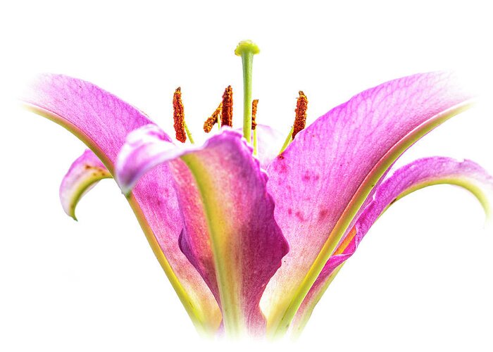 Lily Greeting Card featuring the photograph Tickled Pink by Carol Senske