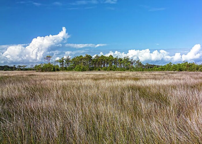 North Carolina Greeting Card featuring the photograph Tidal Marsh on Roanoke Island by Greg Reed
