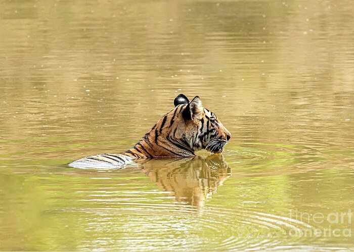 Tiger Greeting Card featuring the photograph Tiger cub in the water by Pravine Chester