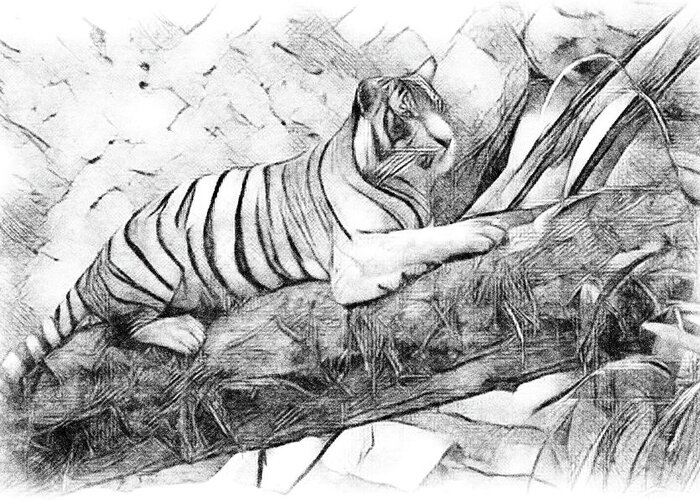 Drawing Greeting Card featuring the photograph Tiger Posing by Debra Kewley