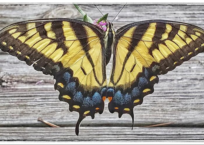Butterfly Greeting Card featuring the photograph Tiger Swallowtail Butterfly on Deck by Jim Moore