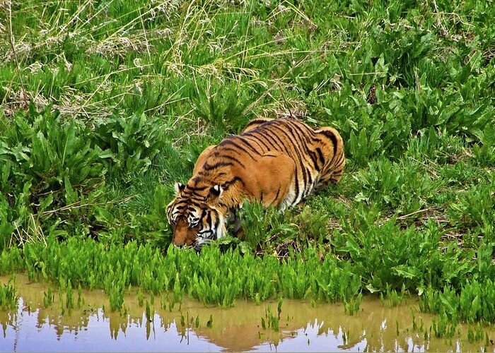 Nature Greeting Card featuring the photograph Tiger Taking A Drink #3 by Loren Gilbert