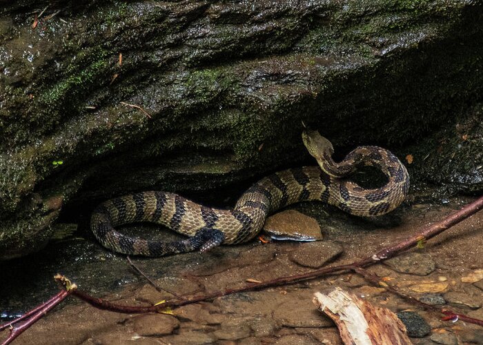 Brevard Greeting Card featuring the photograph Timber Rattler by Melissa Southern