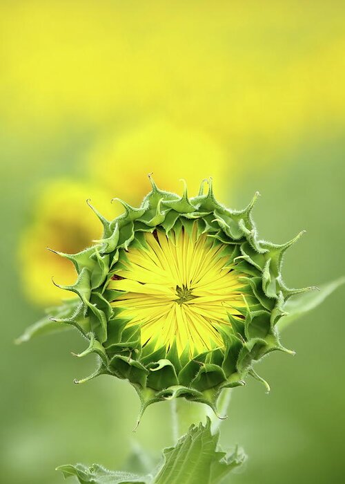 Sunflower Greeting Card featuring the photograph Time To Wake Up by Lens Art Photography By Larry Trager