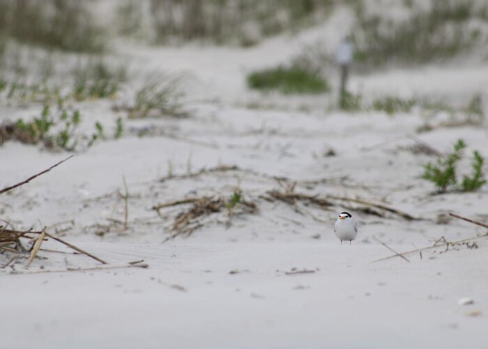  Greeting Card featuring the photograph Tiny Tern by Heather E Harman