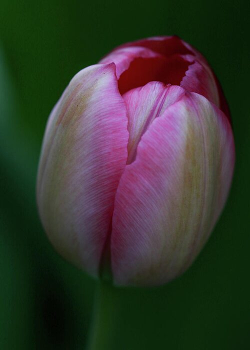Tulip Greeting Card featuring the photograph Tiny Tulip by Mary Anne Delgado