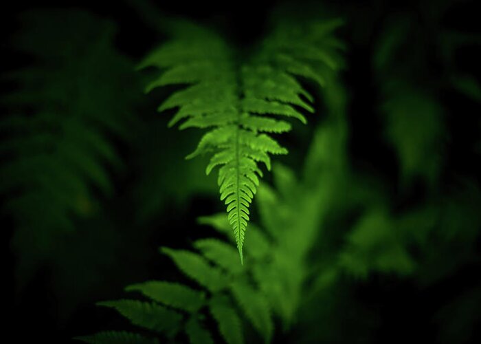 Leaf Greeting Card featuring the photograph Tip of Bright Green Fern by Kelly VanDellen
