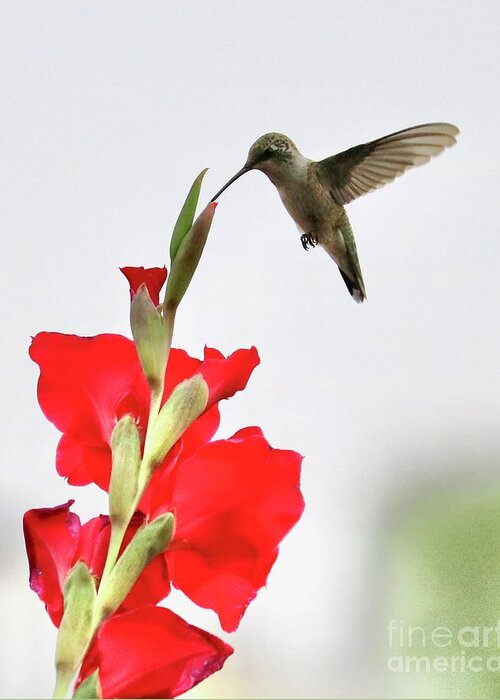 Hummingbird Greeting Card featuring the photograph Tip Top Hummingbird by Carol Groenen