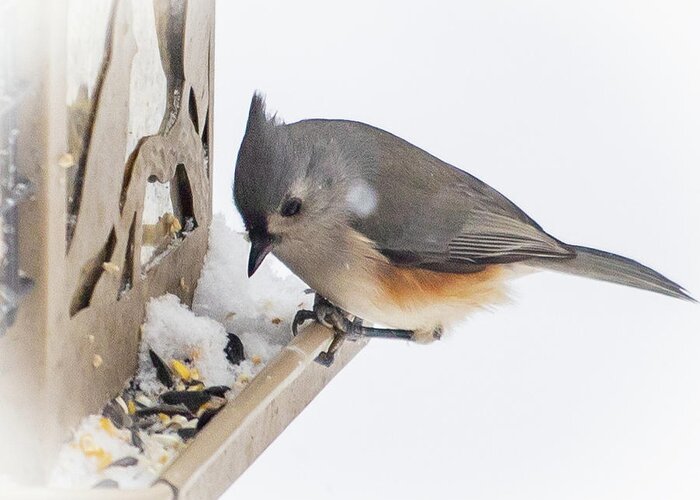 2019 Greeting Card featuring the photograph Titmouse 2 by Gerri Bigler