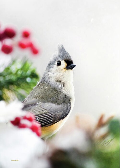 Birds Greeting Card featuring the photograph Titmouse Bird Portrait by Christina Rollo