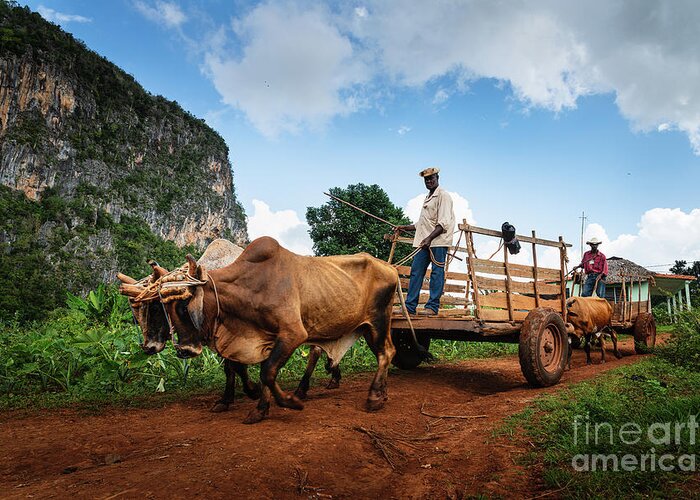 Vinales Greeting Card featuring the photograph Tobacco farmer by Yuri Santin