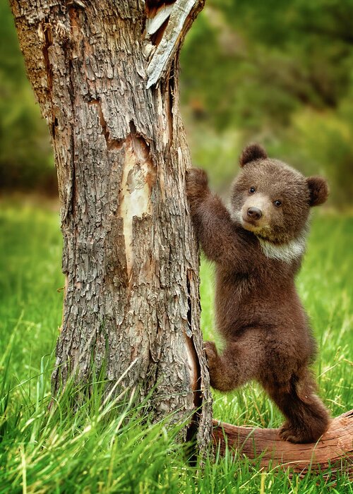 Grizzly Bear Greeting Card featuring the photograph Too cute for words by Melody Watson