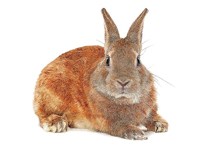 Rabbit Greeting Card featuring the painting Too Cute, European Rabbit by Custom Pet Portrait Art Studio
