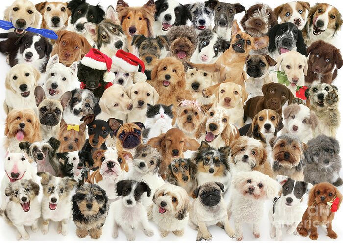 Dogs Greeting Card featuring the photograph Too many Dogs by Warren Photographic