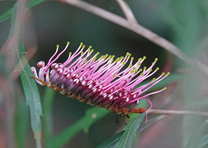 Grevillea Greeting Card featuring the photograph Toothbrush Grevillea Flower by Maryse Jansen