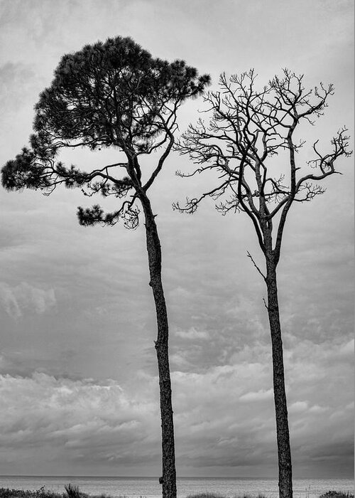 Nature Greeting Card featuring the photograph Towering Twins Aging by Robert Wilder Jr