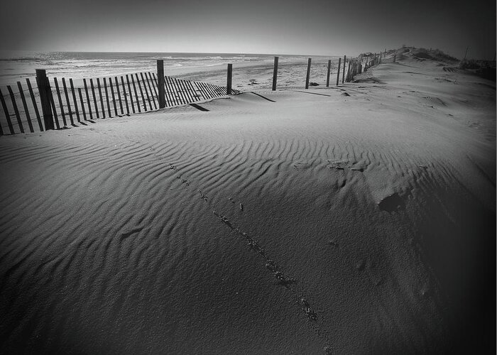 Sand Dune Greeting Card featuring the photograph Tracks in Pea Island Sand Dune by James C Richardson