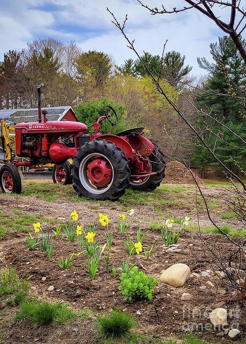 Mccormick Greeting Card featuring the photograph Tractor and Daffodils by Mary Capriole