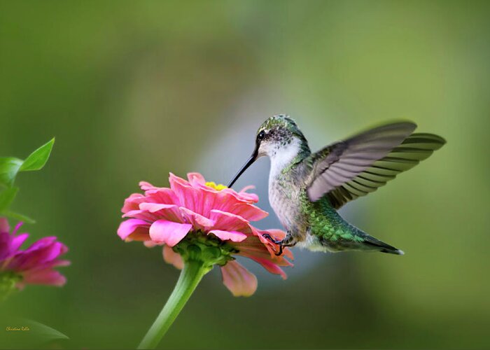 Hummingbird Greeting Card featuring the photograph Tranquil Joy by Christina Rollo