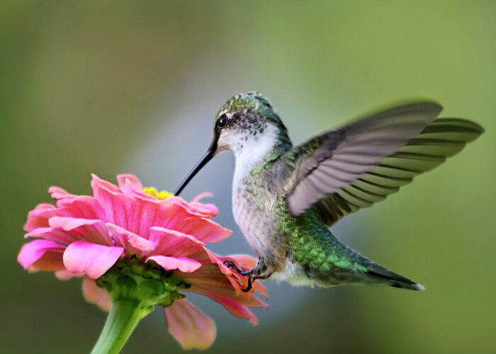 Hummingbird Greeting Card featuring the photograph Tranquil Joy Hummingbird Square by Christina Rollo