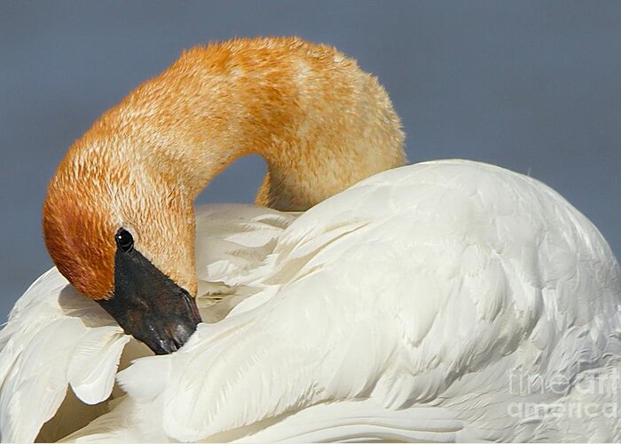 Swan Greeting Card featuring the photograph Tranquil Swan by Yvonne M Smith